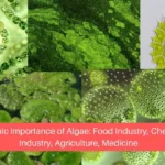 Economic Importance of Algae