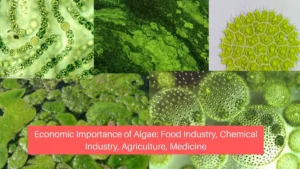 Economic Importance of Algae – Food Industry, Chemical Industry, Agriculture, Medicine