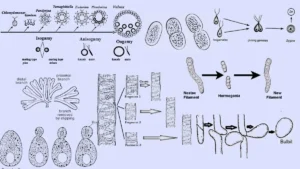 Algae – Algae Reproduction