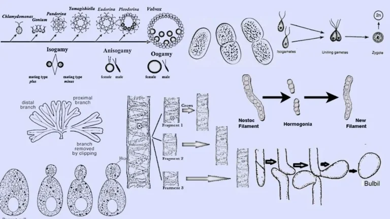 Algae Reproduction