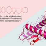 Differences Between Viroids and Prions