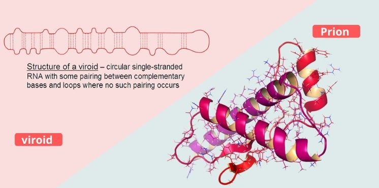 Differences Between Viroids and Prions