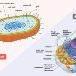 Difference Between Prokaryotic Cells and Eukaryotic Cells