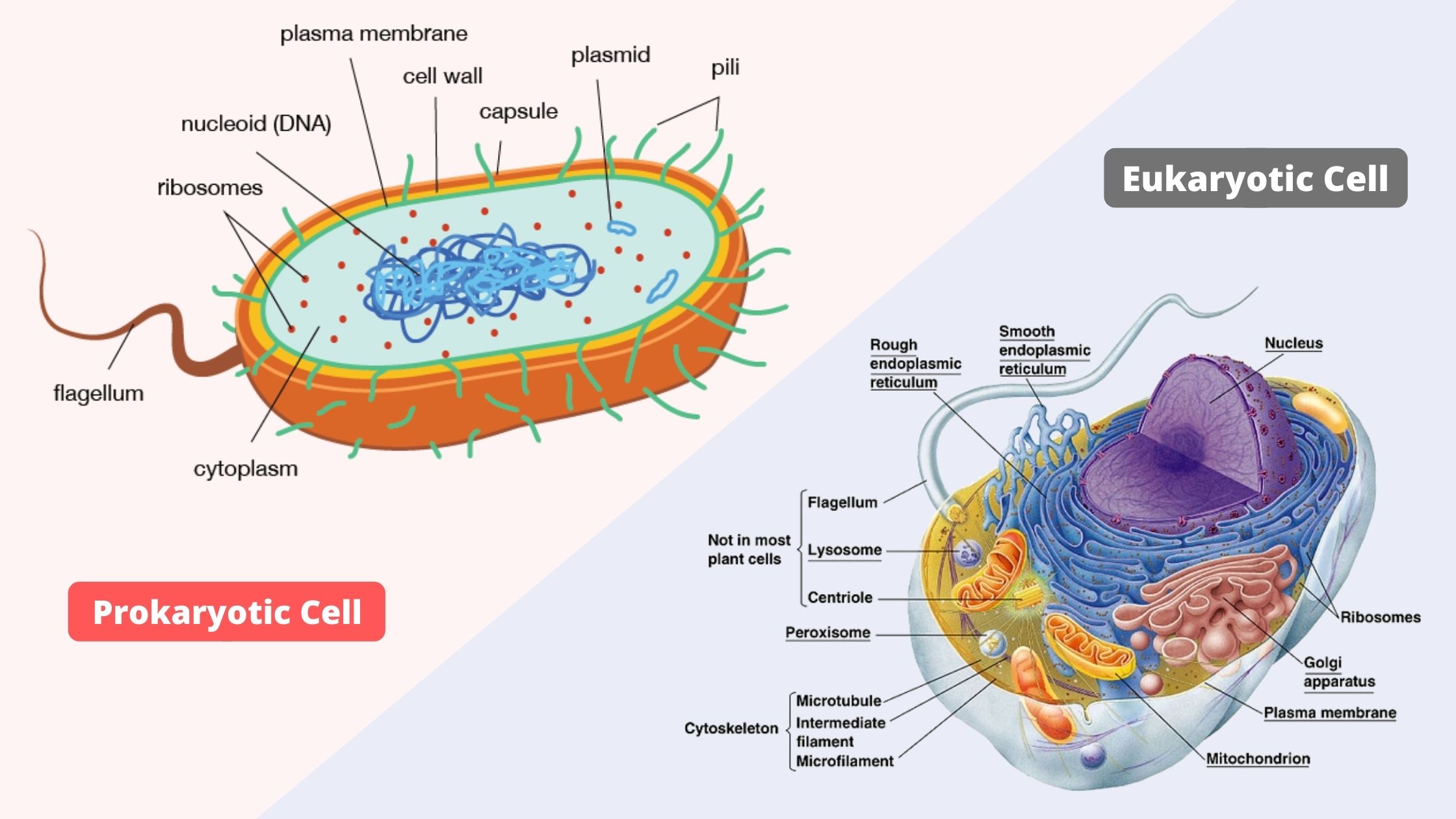 Difference Between Prokaryotic Cells and Eukaryotic Cells