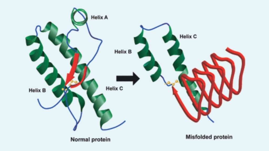 Prions: Definition, Structure, Function, Disease, Prevention, Control ...