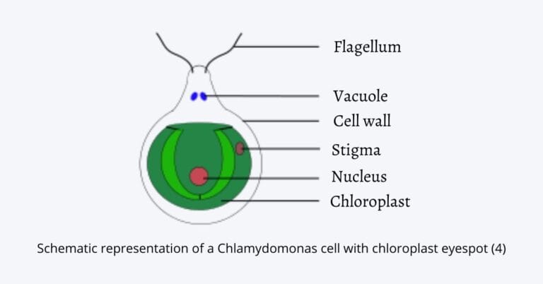 Eyespot
