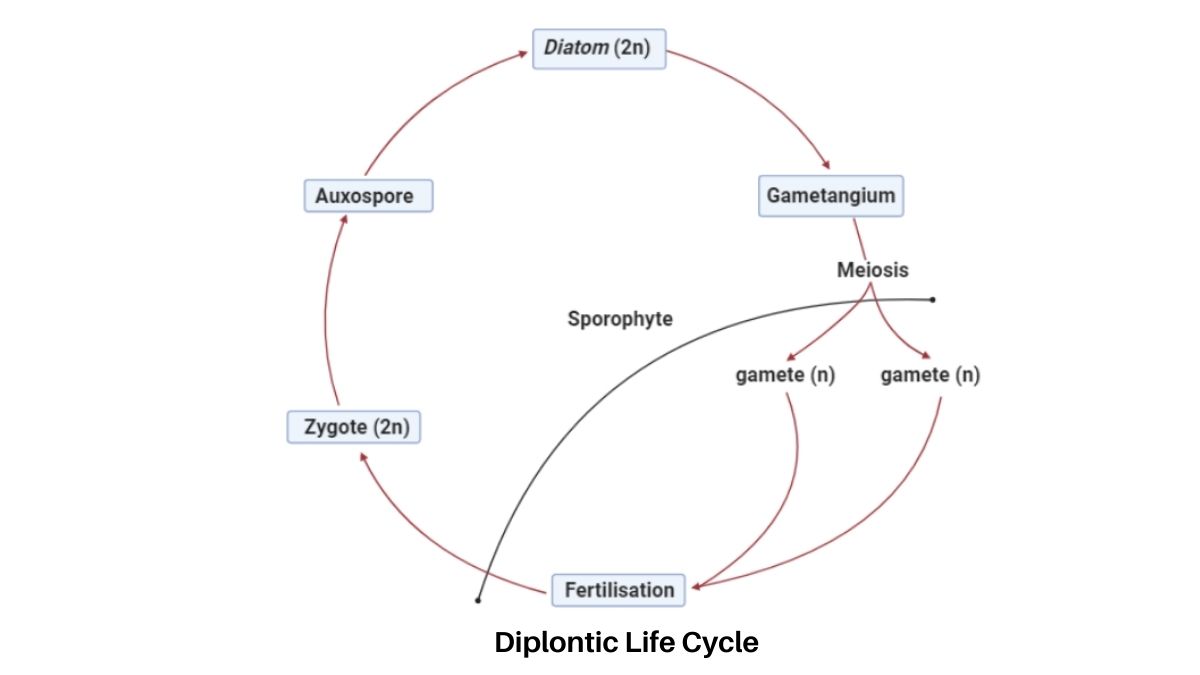 Life cycle of Algae - Haplontic, Diplontic, Diplohaplontic, and ...