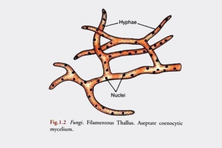 Fungi - Characteristics, Occurrence, Cell Structure, Nutrition, Thallus ...