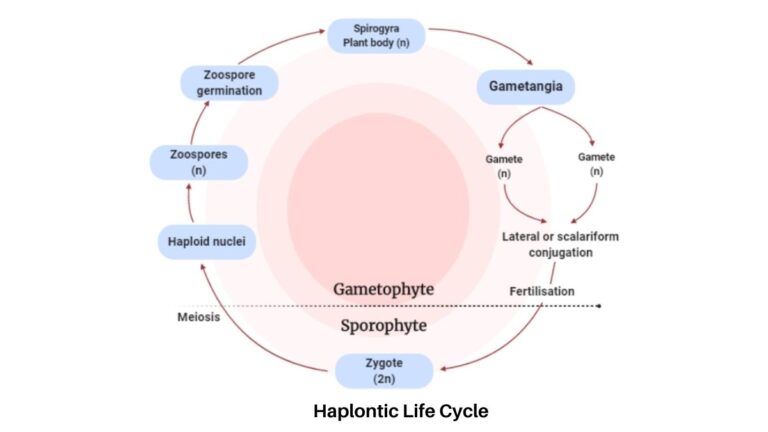 Life cycle of Algae - Haplontic, Diplontic, Diplohaplontic, and ...