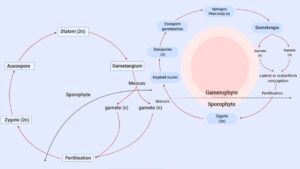 Life cycle of Algae – Haplontic, Diplontic, Diplohaplontic, and Triphasic.