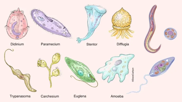 Protozoa Definition