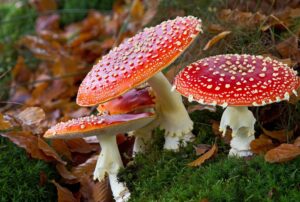 Fungi – Definition, Characteristics, Morphology, Importance, Examples