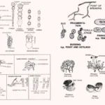 Types of Fungi and Their Reproduction