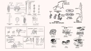 Fungi: Types of Fungi and Their Reproduction.