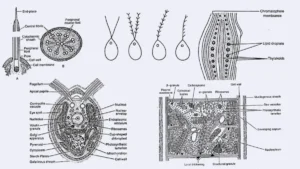 Cellular Structure of Algae with diagram