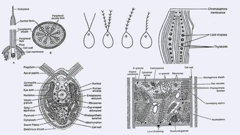 Cellular Structure of Algae