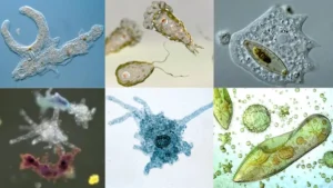 Amoeba Cell – Labeled Structure, Characteristics, Movement, Nutrition, Reproduction, Disease, Habitat.
