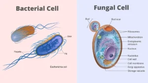 20 Difference Between Bacteria and Fungi