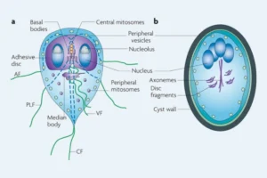 Giardiasis – Definition, treatment, symptoms, diagnosis, prevention.