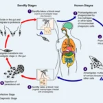 Leishmania life cycle