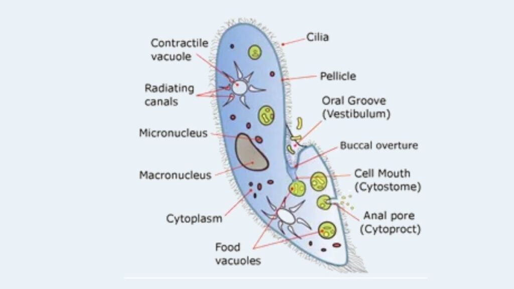 Paramecium Cell Definition, Characteristics, Classification, Movement ...