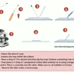 Study ofStudy of Aspergillus by using Temporary Mount Aspergillus by using Temporary Mount