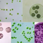 Study of Chlamydomonas and Volvox by using Whole mount
