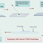 Temporary Wet Mount technique
