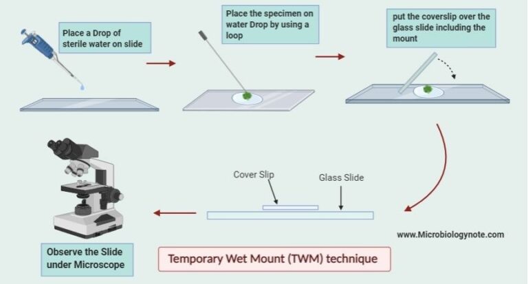 Microscope Slides Preparation Step By Step Guide - Biology Notes Online