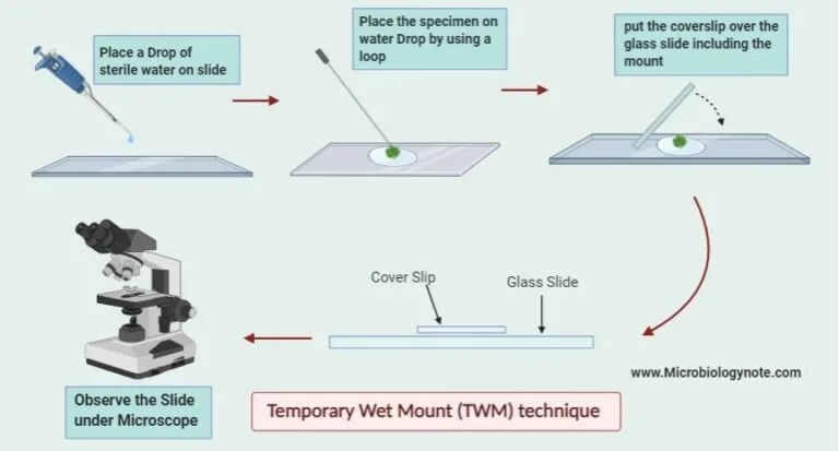 Temporary Wet Mount technique