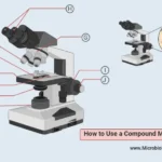 How to Use a Compound Microscope