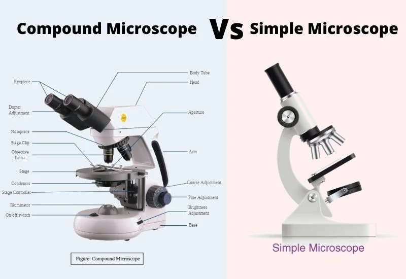 Difference Between Compound Microscope and Simple Microscope.