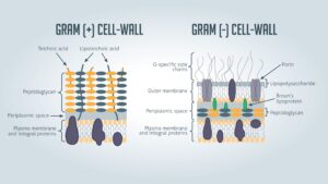 Cell Wall Staining by Dayr’s Method