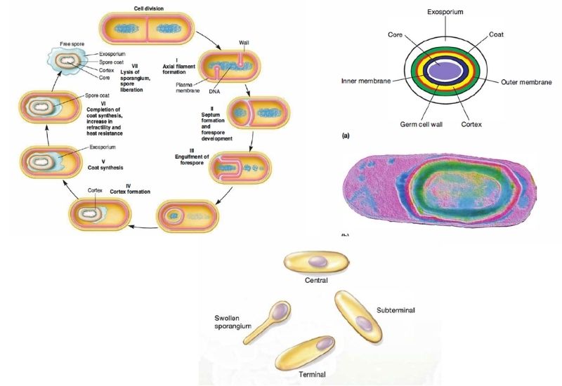 Endospore - Definition, Formation, Germination, Structure, Resistance ...