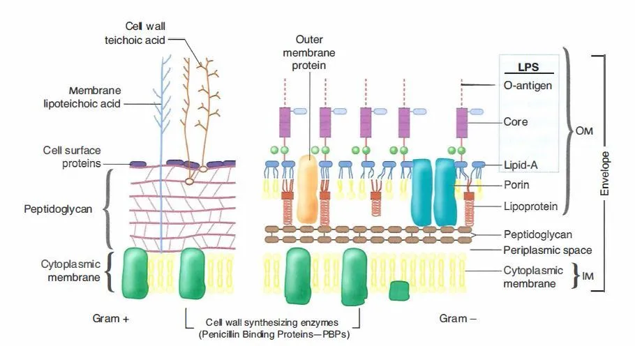 Gram Staining Procedure Mechanism Explanation