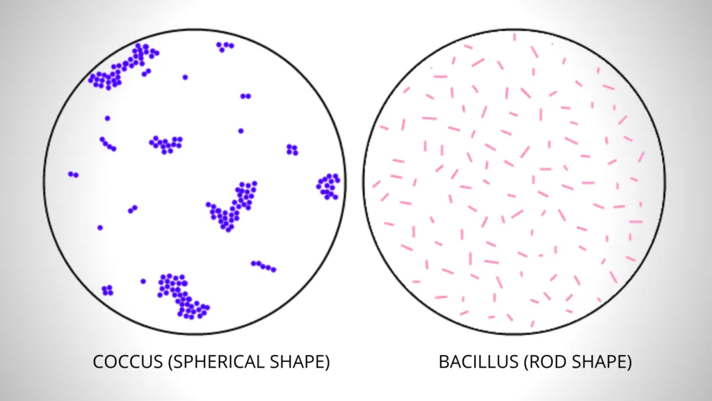 Simple Staining - Procedure, Principle, Result 5 Simple Staining Result