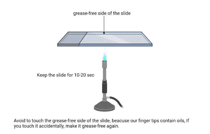 Gram Staining - Principle, Procedure, Results, Uses 4 Gram Staining Procedure