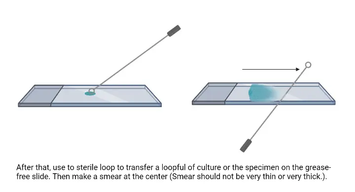 Gram Staining - Principle, Procedure, Results, Uses 5 Gram Staining Procedure