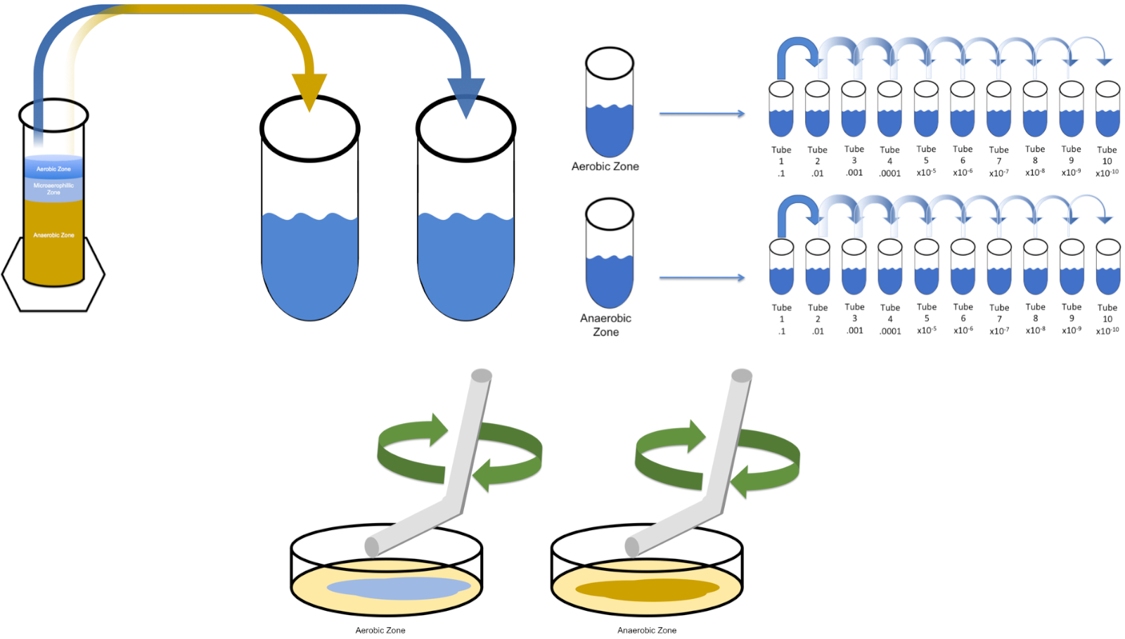 Serial Dilution Method - Definition, Procedure, Application - Biology ...