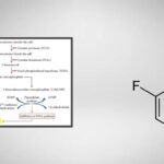 5-Fluorocytosine (5-FC) Solution Preparation