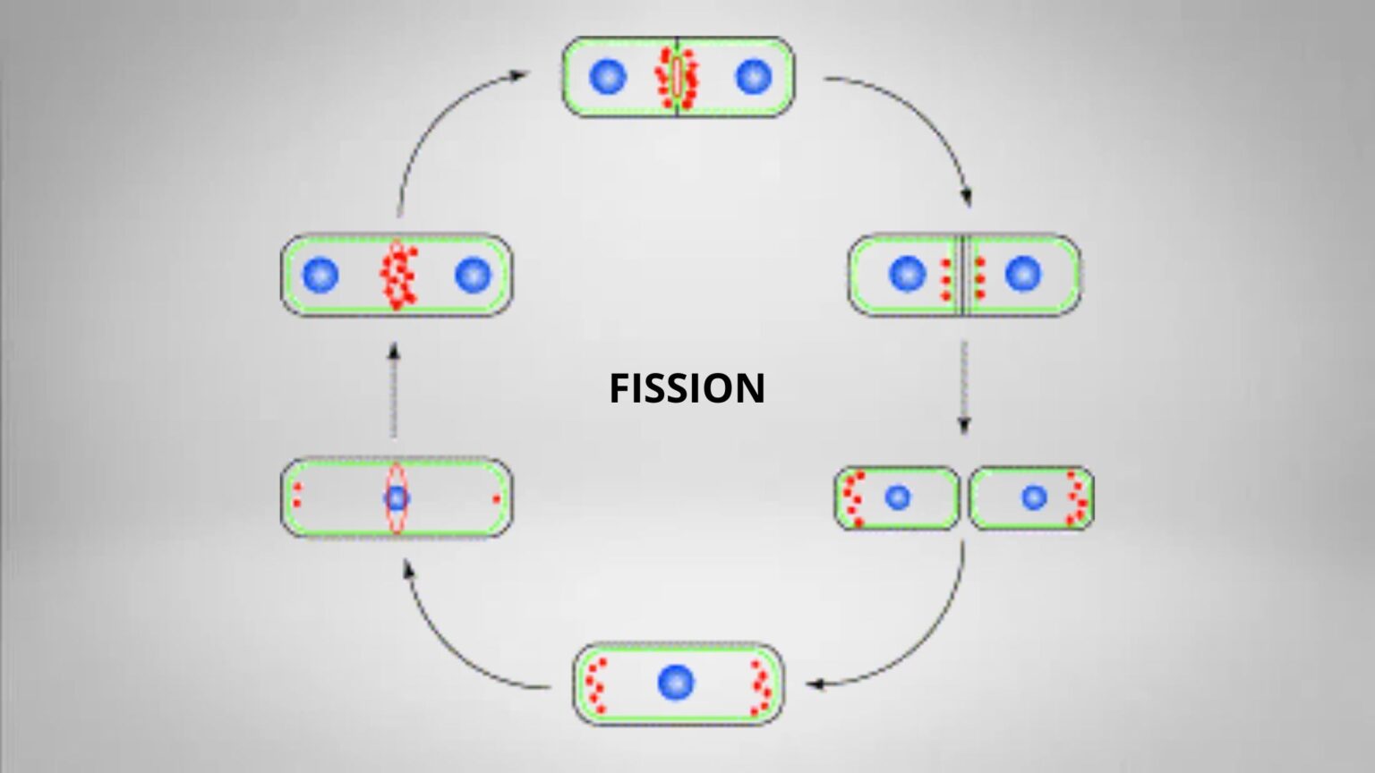 Schizosaccharomyces: Morphology, Reproduction, life cycle - Biology ...