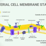 BACTERIAL CELL MEMBRANE STAINING