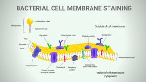 Cell Membrane Staining Procedure, Principle, Result