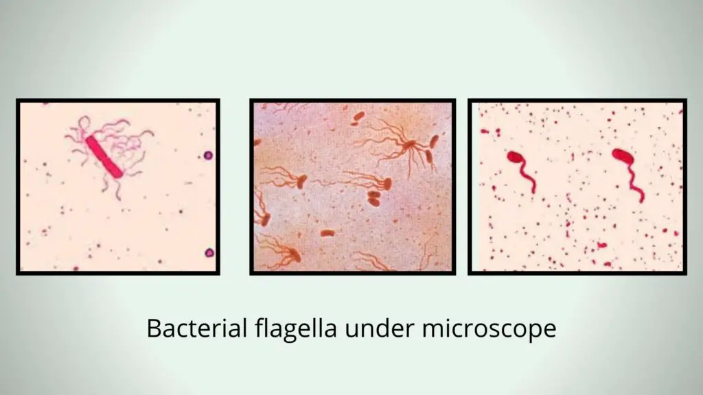 Flagella Staining - Principle, Procedure, Result - Biology Notes Online