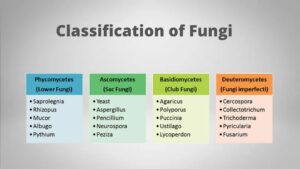 Classification of Fungi – Gymnomycota, Mastigomycota, Amastigomycota.