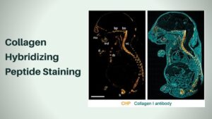 Collagen Hybridizing Peptide Staining