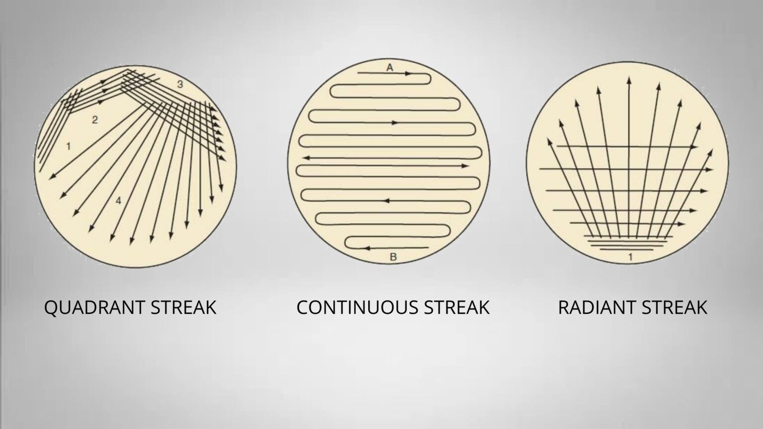 Streak Plate Method Patterns, Procedure, Principle Biology Notes Online