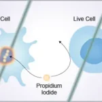Flow Cytometry Laboratory for cell viability staining using propidium iodide.