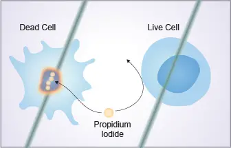 Flow Cytometry Laboratory for cell viability staining using propidium iodide.