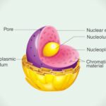Nuclear Staining by Giemsa stain: Procedure, Principle, Result